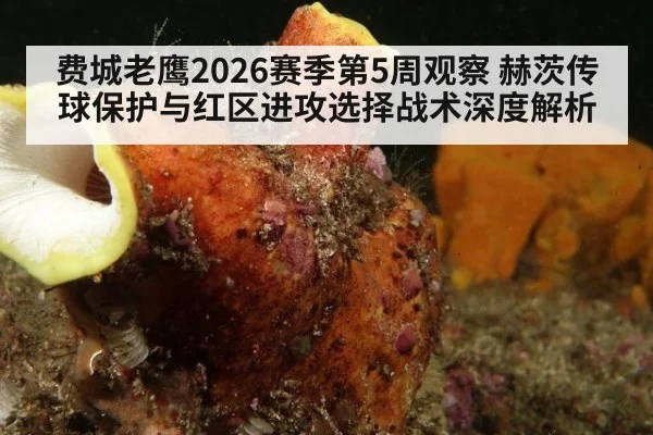 费城老鹰2026赛季第5周观察 赫茨传球保护与红区进攻选择战术深度解析